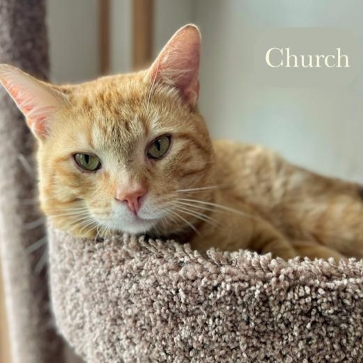 Church, Adoptable, Adult Male Domestic Short Hair.