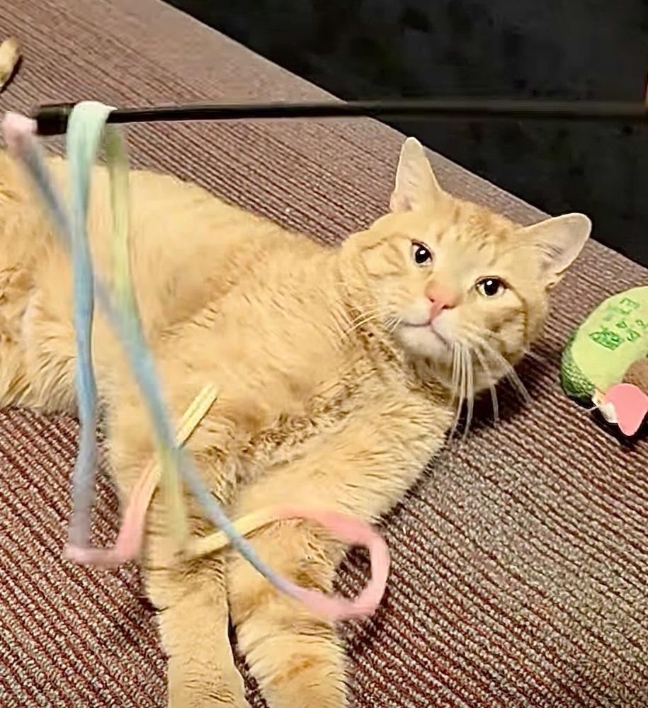 Enlarge Church, a Adoptable Domestic Short Hair in Chalfont, PA image 2/3