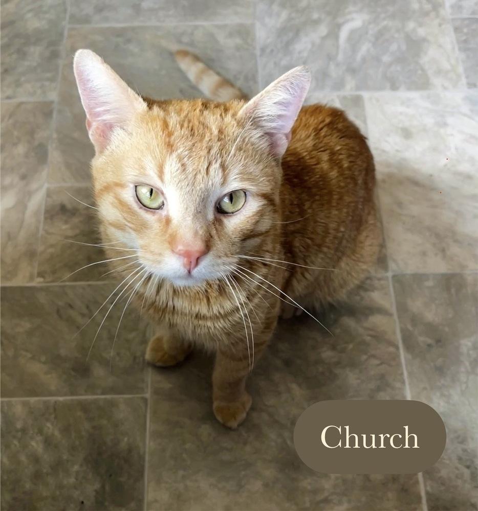 Enlarge Church, a Adoptable Domestic Short Hair in Chalfont, PA image 4/6