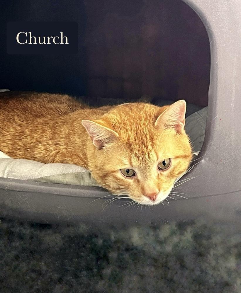 Enlarge Church, a Adoptable Domestic Short Hair in Chalfont, PA image 5/6