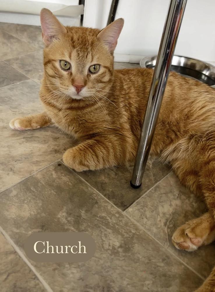 Enlarge Church, a Adoptable Domestic Short Hair in Chalfont, PA image 6/6