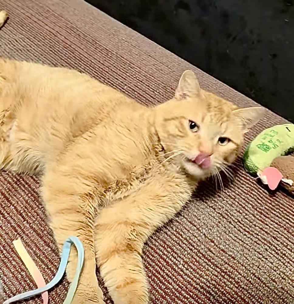 Enlarge Church, a Adoptable Domestic Short Hair in Chalfont, PA image 3/3