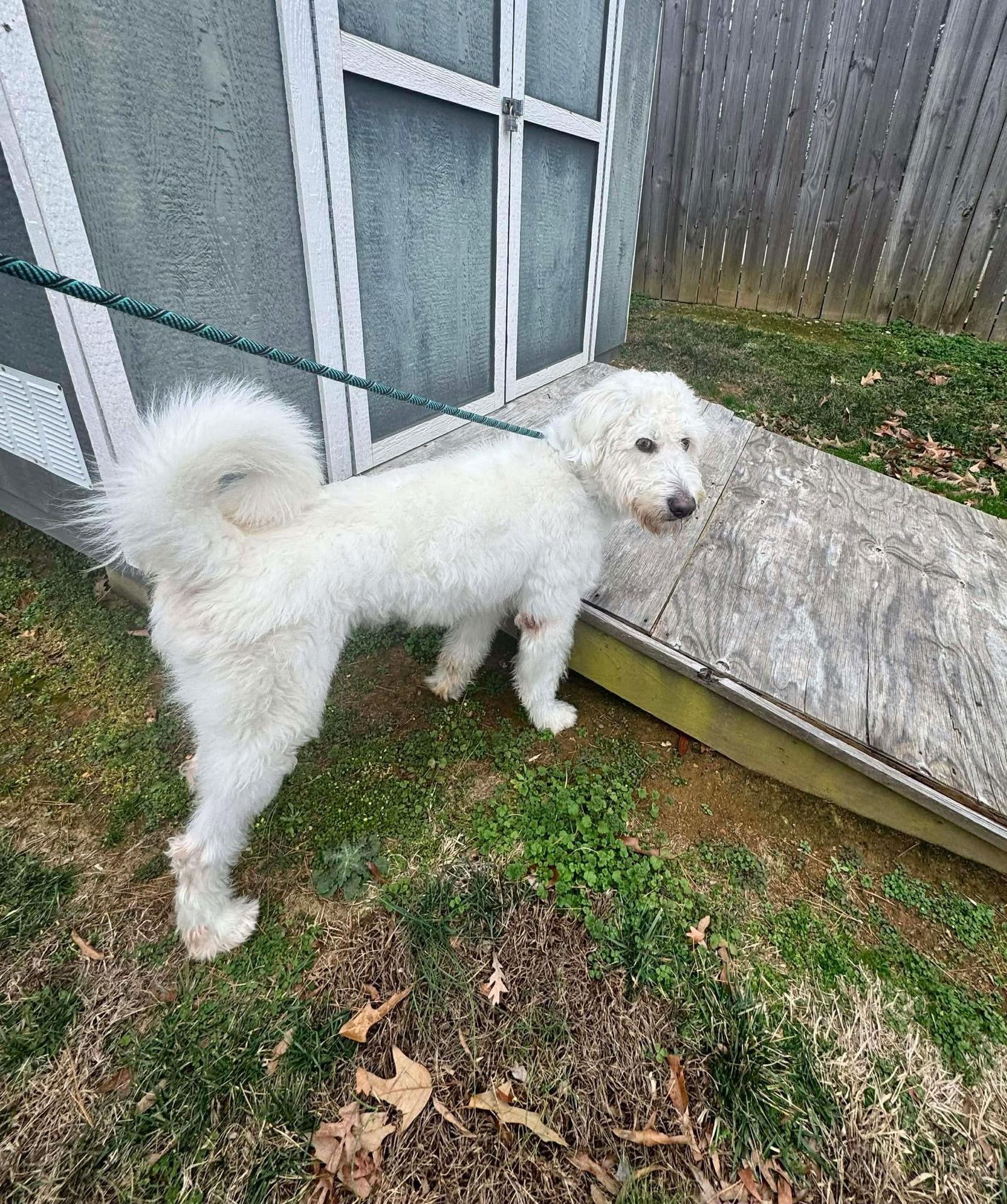Enlarge Snowball, a Adoptable mixed breed in Charlotte, NC image 2/2