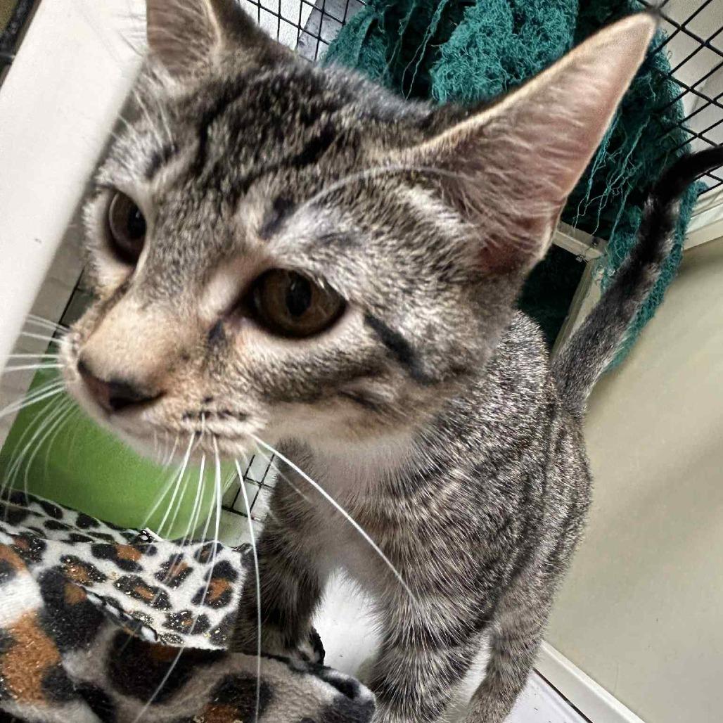 Caprisun, an adoptable Domestic Short Hair in Graham, TX, 76450 | Photo Image 3