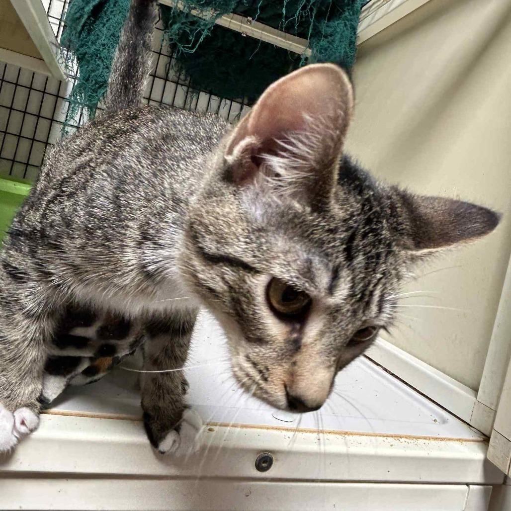 Caprisun, an adoptable Domestic Short Hair in Graham, TX, 76450 | Photo Image 1