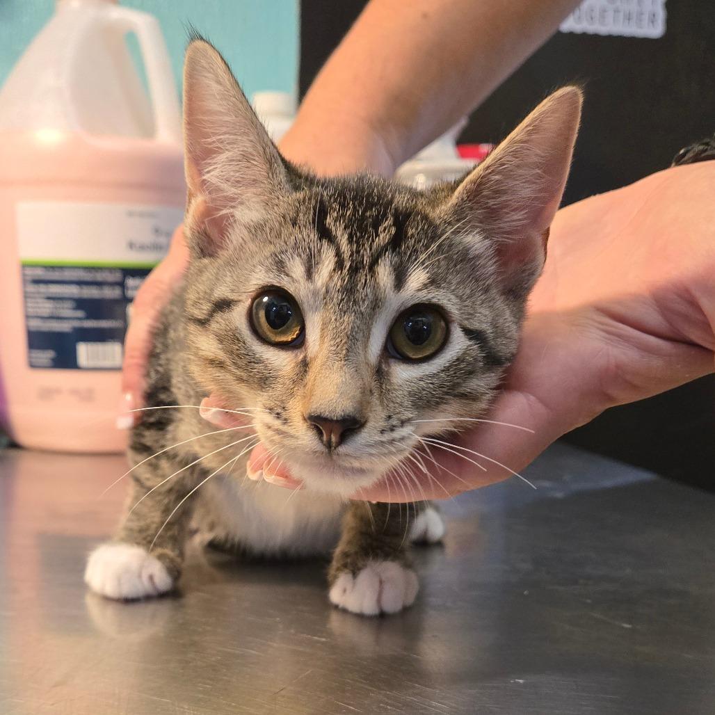 Caprisun, an adoptable Domestic Short Hair in Graham, TX, 76450 | Photo Image 2