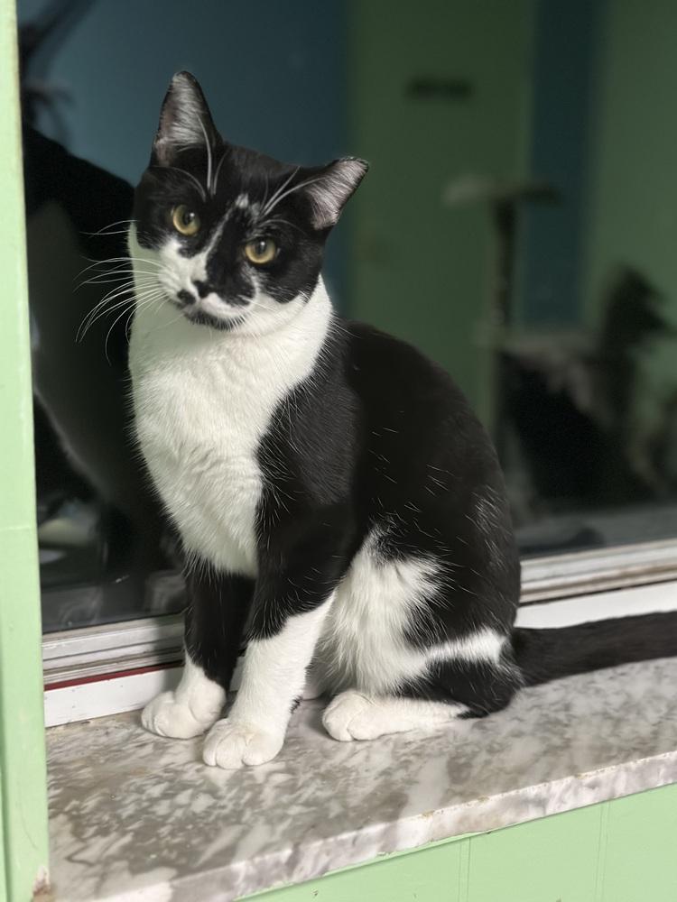 Bagel, Adoptable, Young Male Domestic Short Hair.