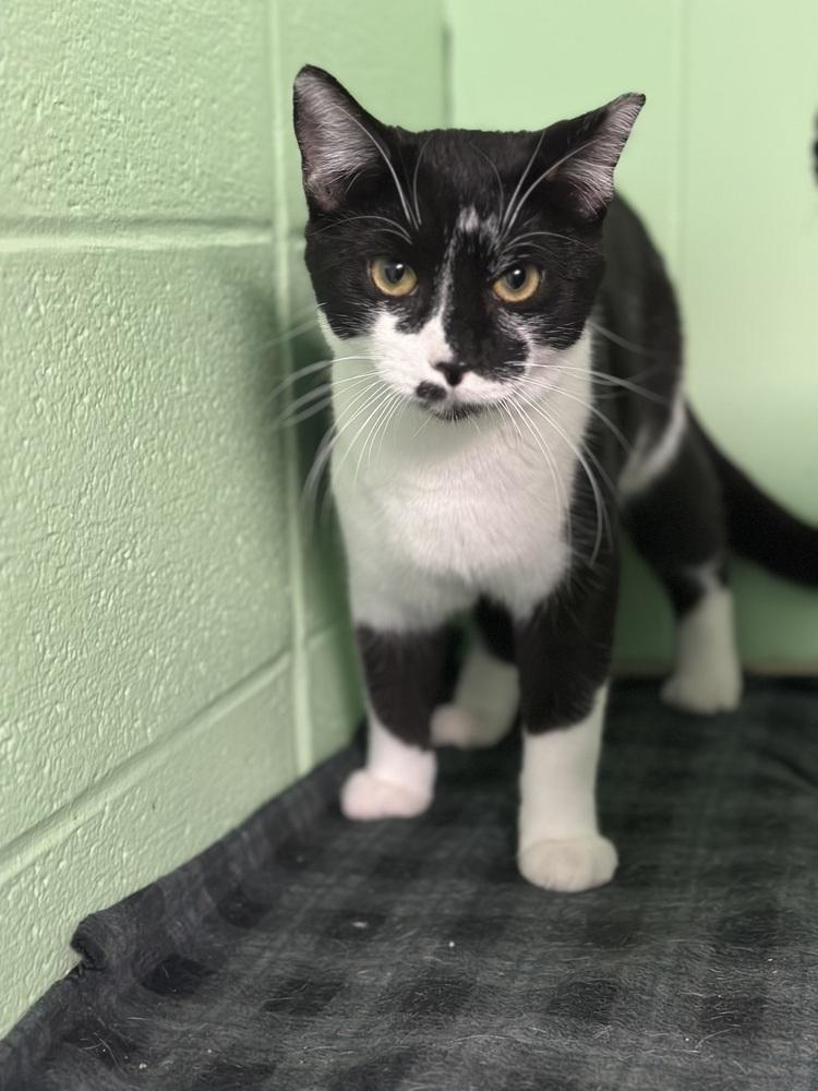 Bagel, Adoptable, Young Male Domestic Short Hair.