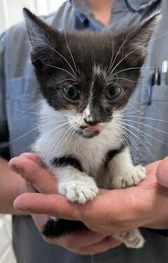 Enlarge Bagel, a Adoptable Domestic Short Hair in Richmond, IN image 3/3