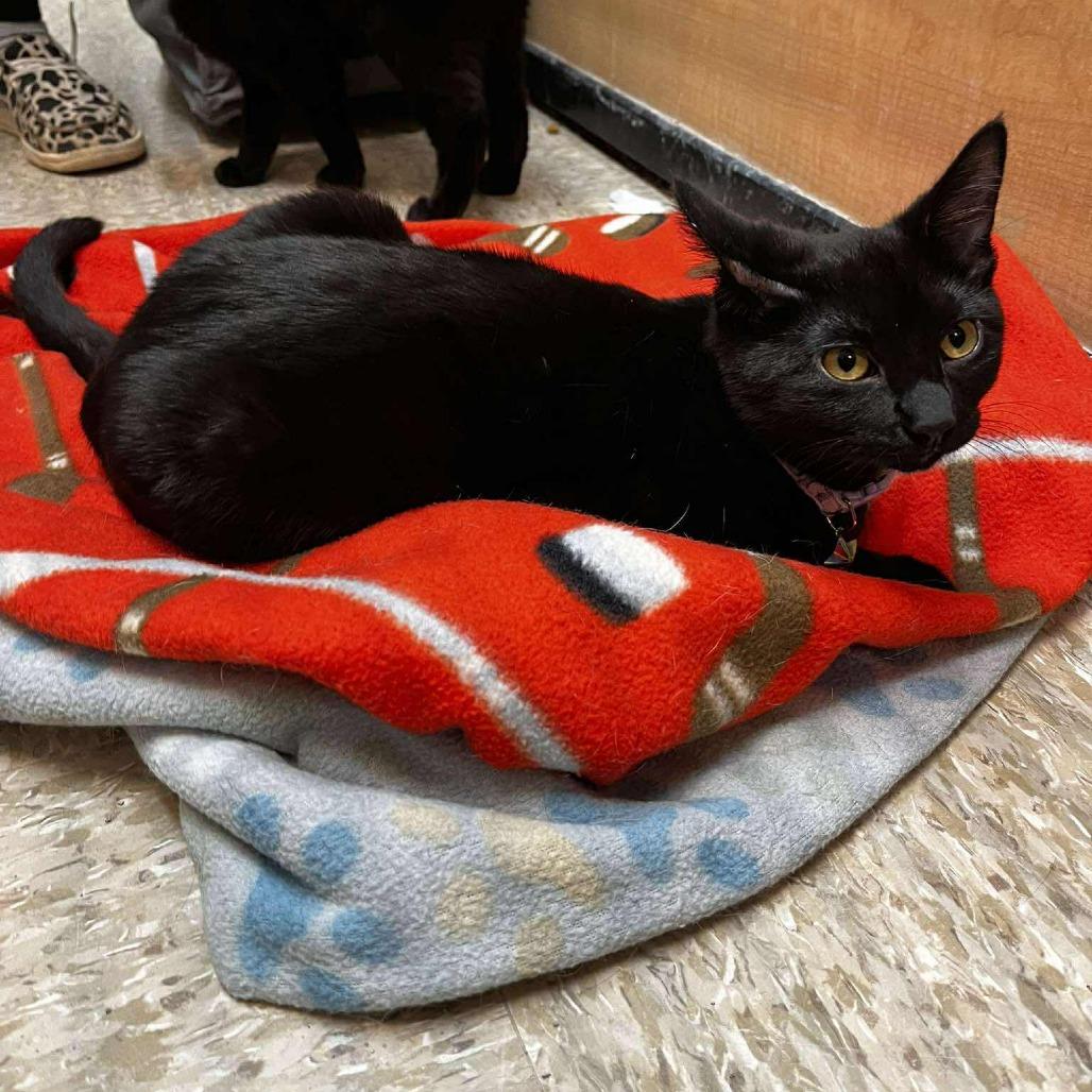 Enlarge Martha, a Adoptable Domestic Short Hair in Newcastle, OK image 1/2