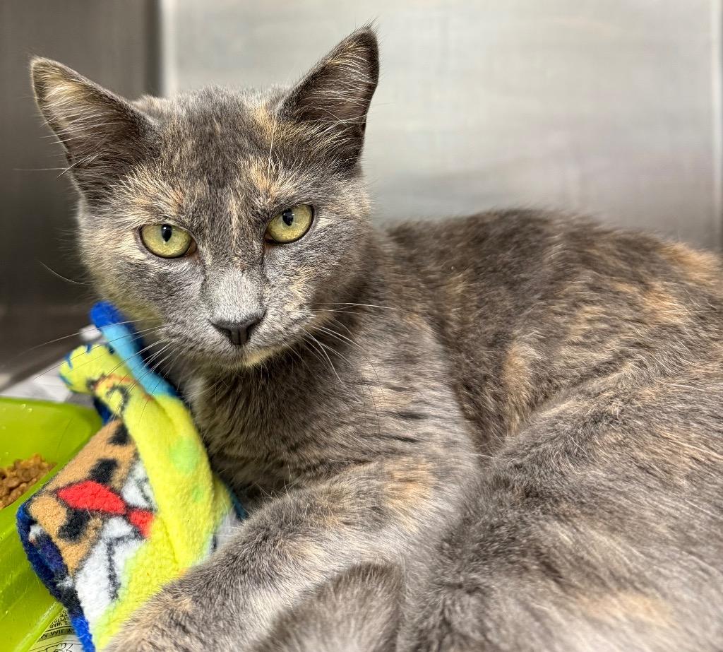 Enlarge Green bean casserole, a Adoptable mixed breed in Belton, TX image 1/1