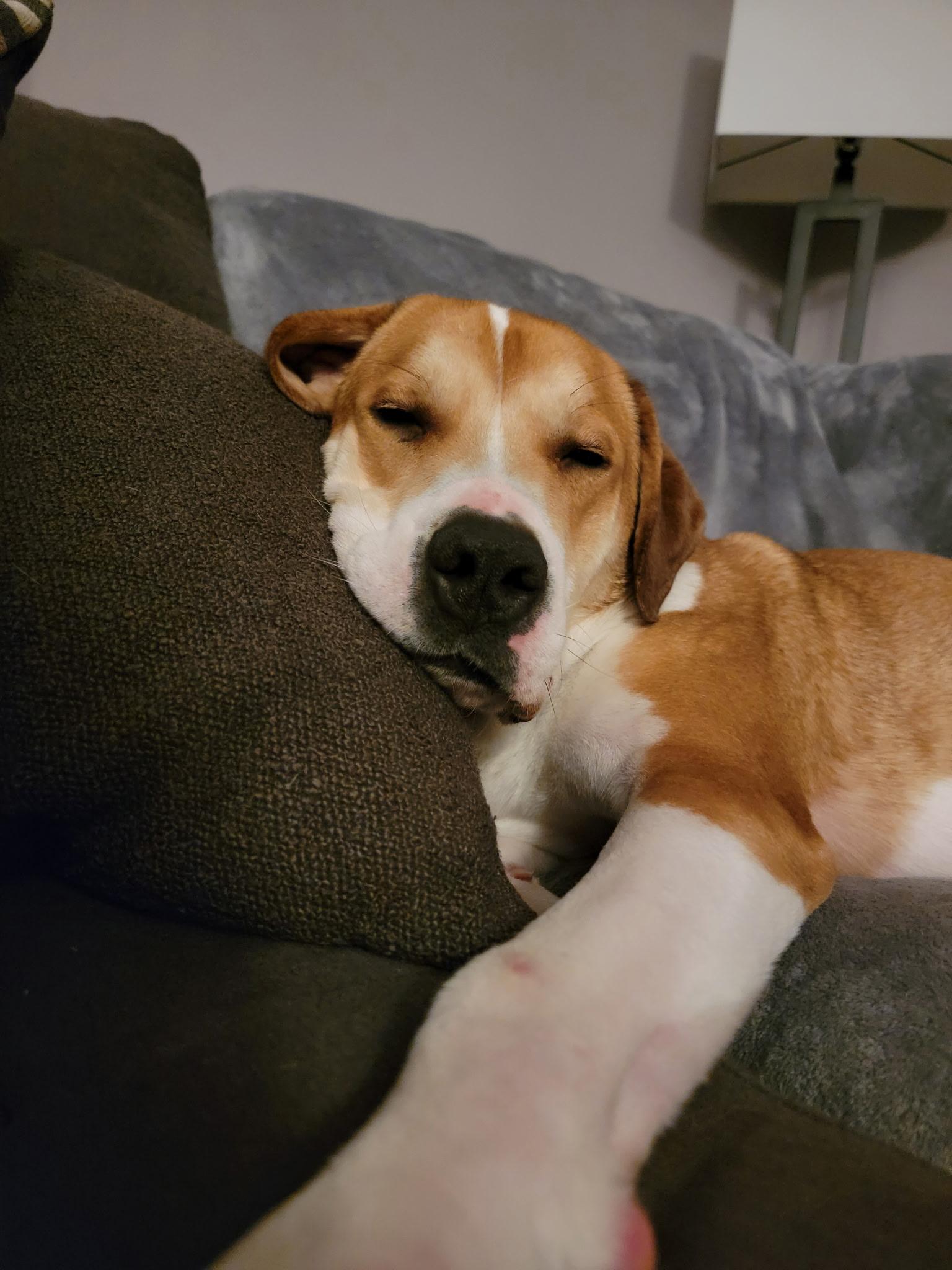 Canelo, Adoptable, Young Male Hound & Pit Bull Terrier.