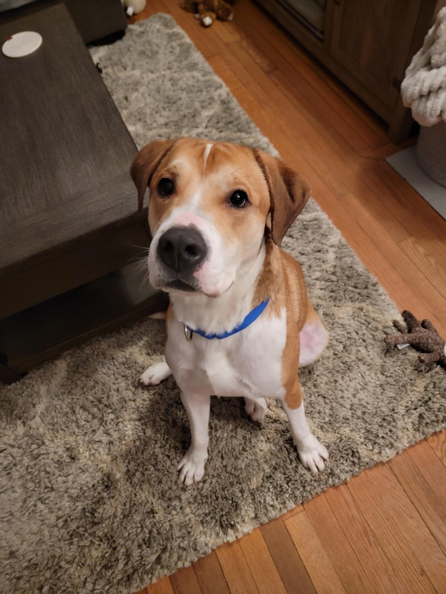 Enlarge Canelo, a Adoptable mixed breed in East Haddam, CT image 2/3