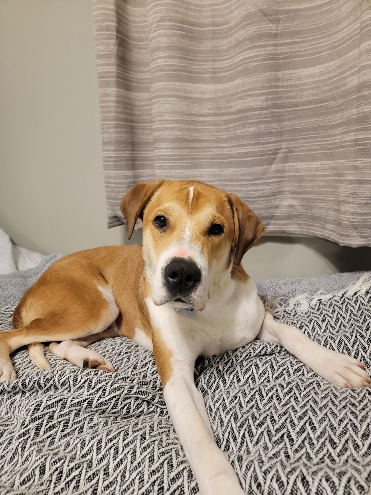 Enlarge Canelo, a Adoptable mixed breed in East Haddam, CT image 3/3