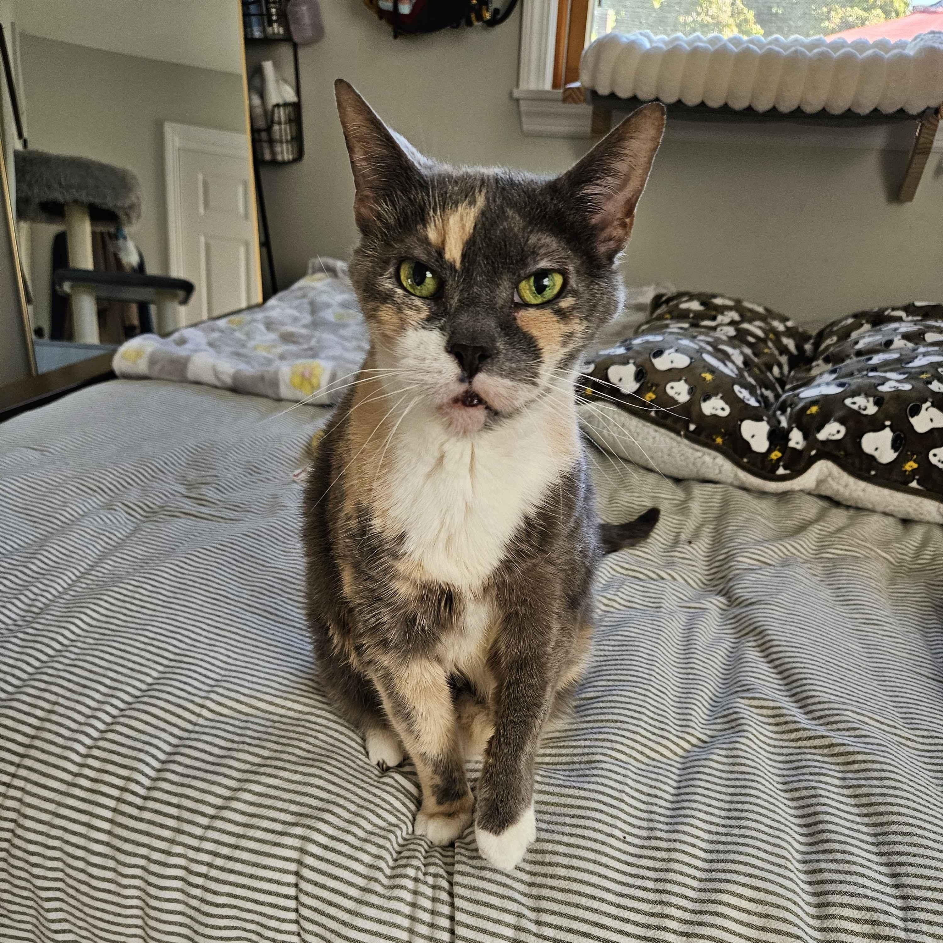 Eddie, Adoptable, Senior Female Domestic Short Hair.