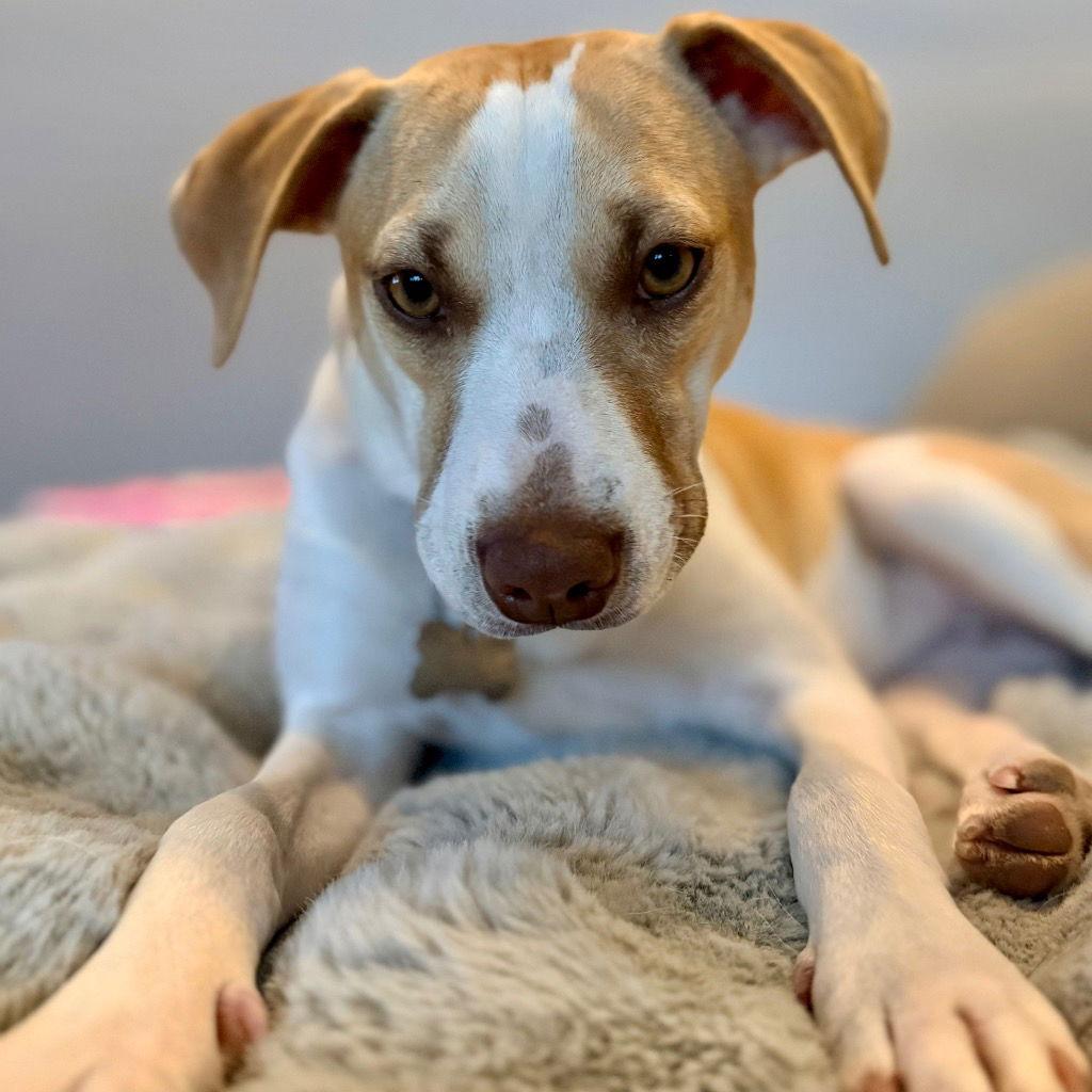 Mindy, Adoptable, Young Female Terrier.