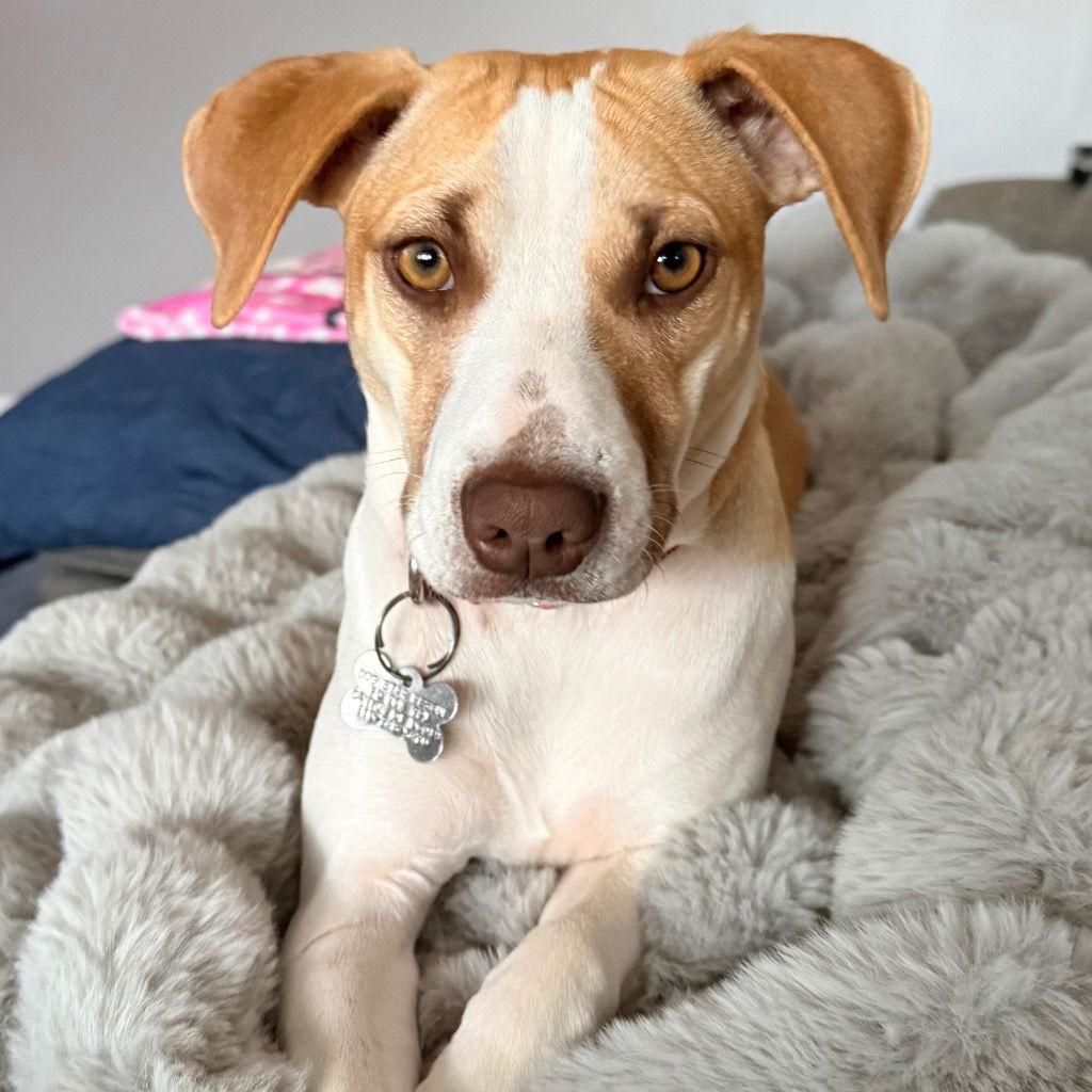 Enlarge Mindy, a Adoptable Terrier in Bloomfield, CT image 2/3