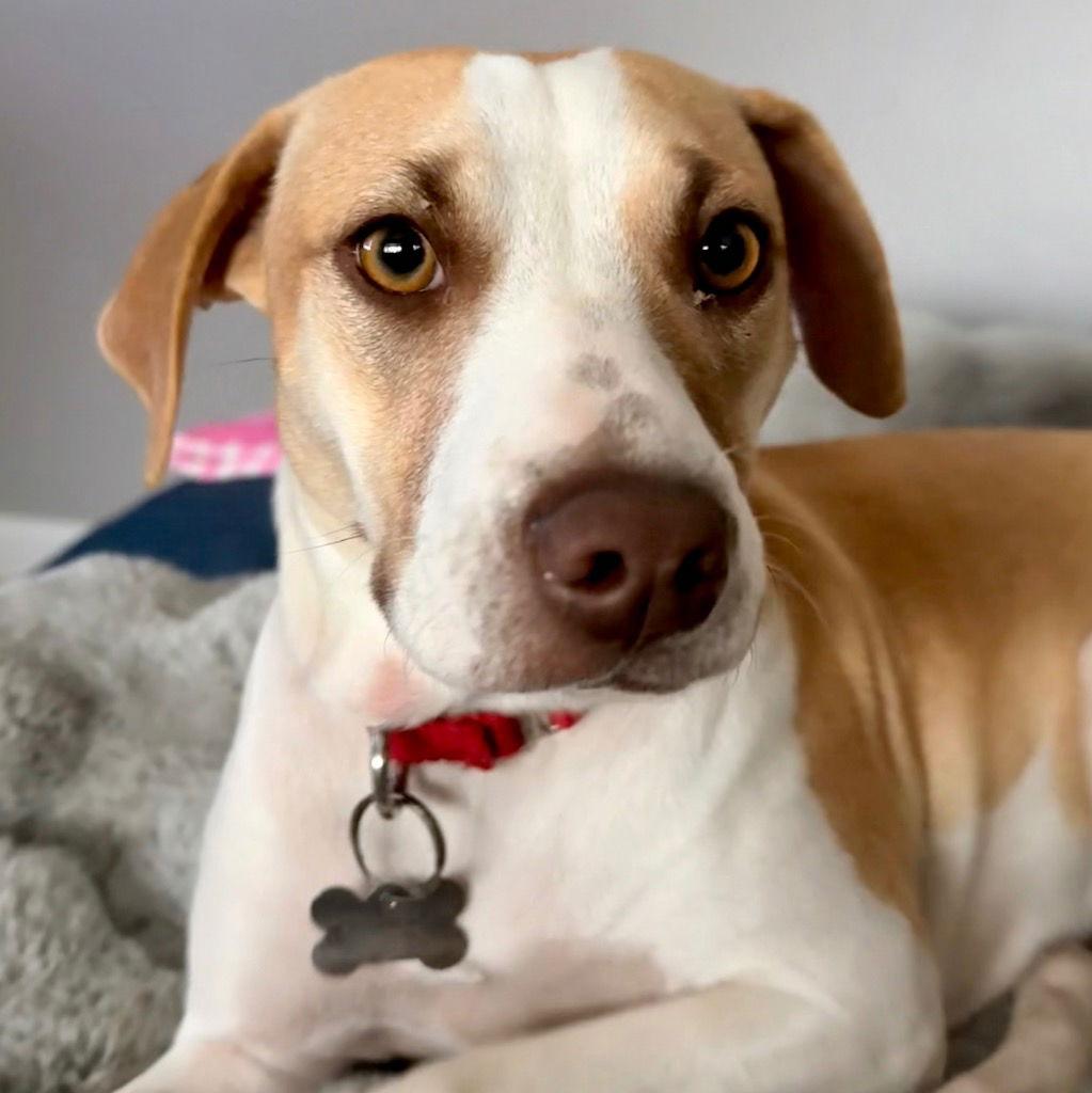 Enlarge Mindy, a Adoptable Terrier in Bloomfield, CT image 3/3