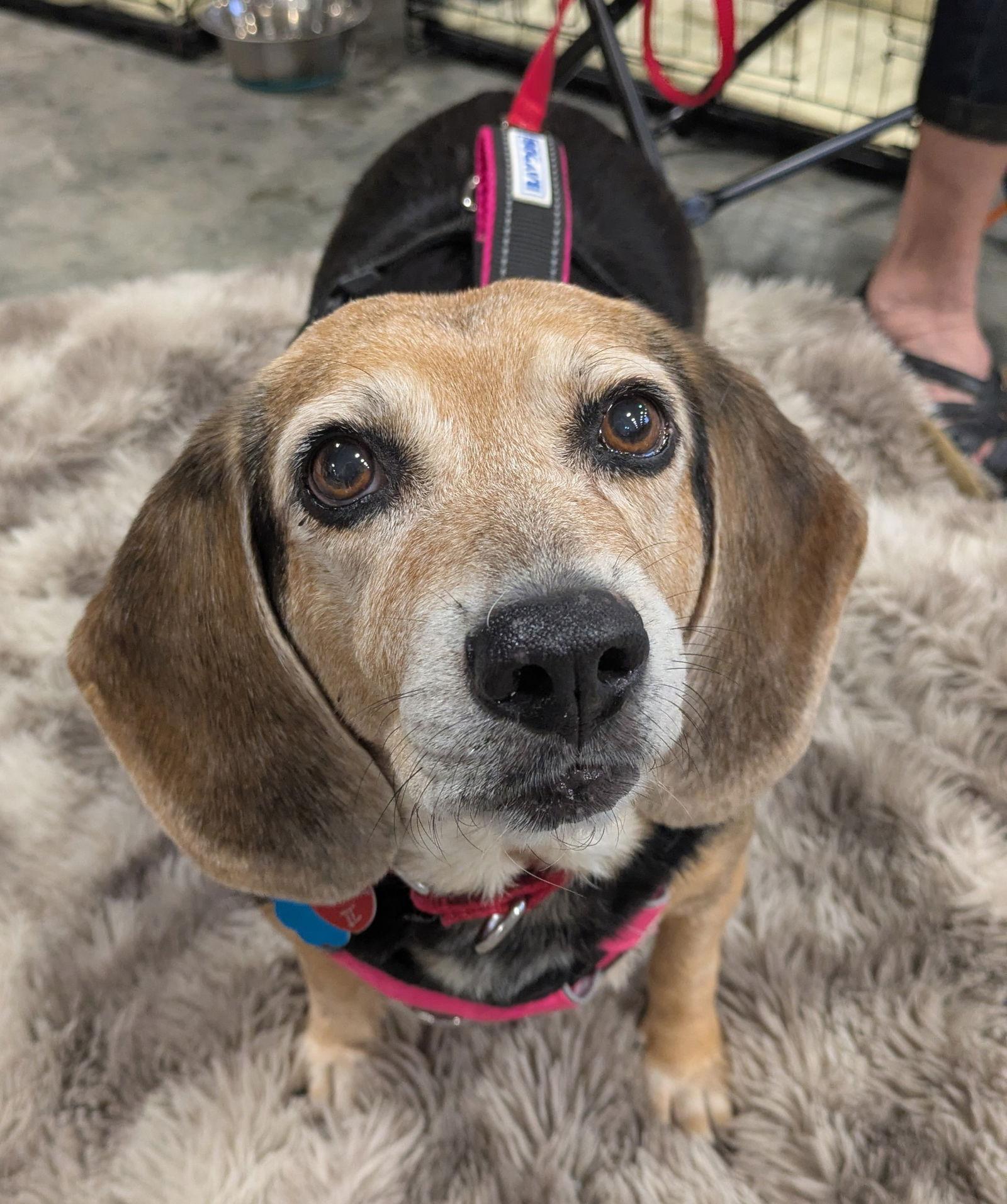 Arabella II, Adoptable, Senior Female Beagle.
