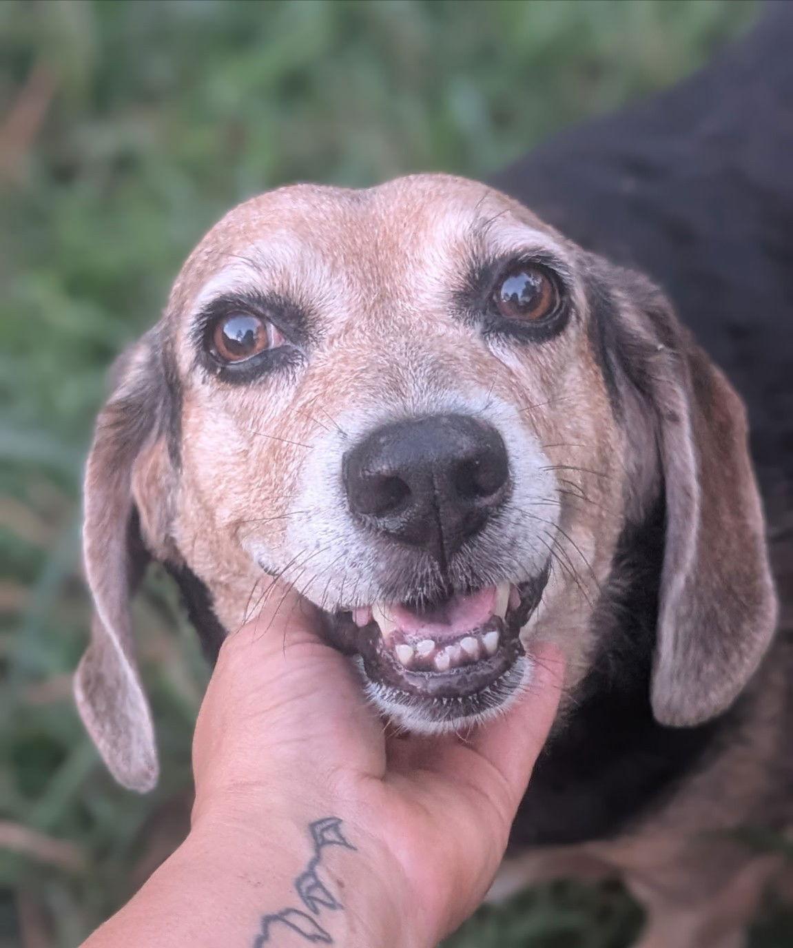 Arabella II — thumbnail 2