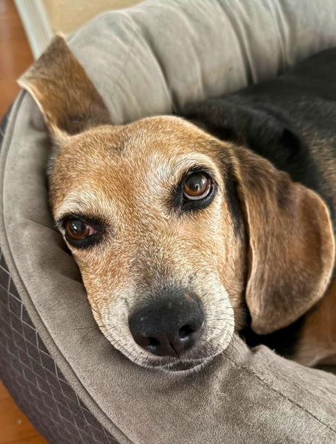 Enlarge Arabella II, a Adoptable Beagle in Dunnellon, FL image 3/3