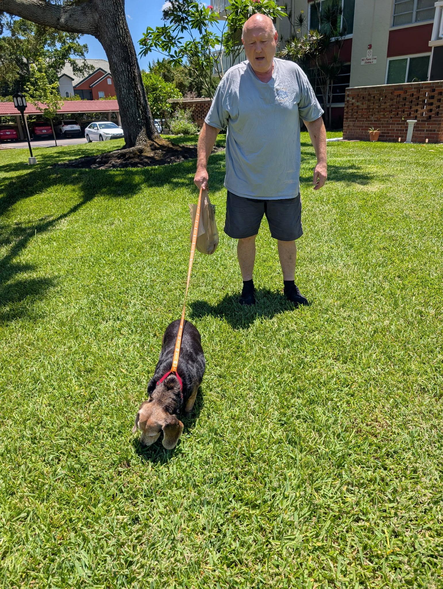 Enlarge Arabella II, a Adopted Beagle in Dunnellon, FL image 3/3