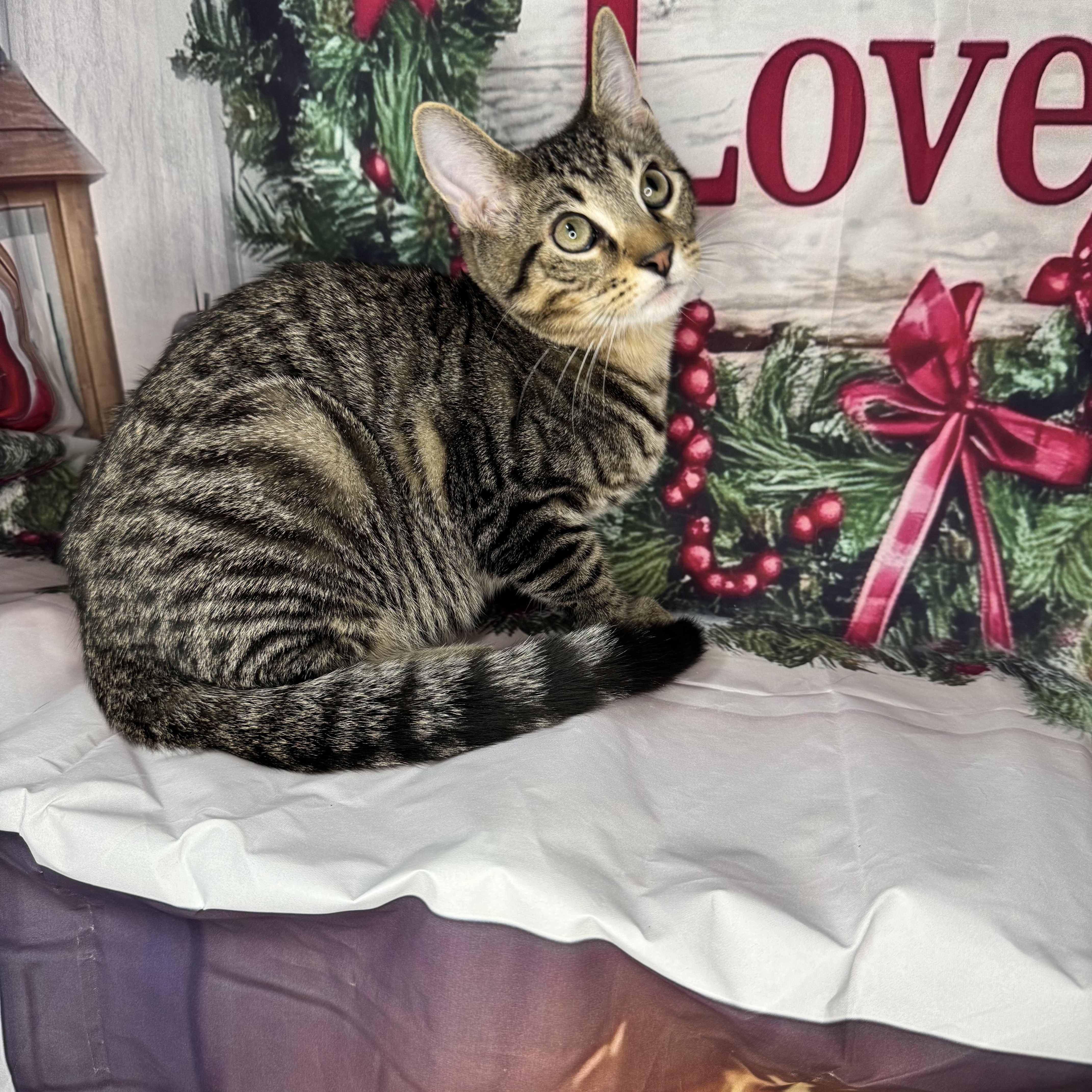 Enlarge Green Bean, a Adoptable mixed breed in Mount Vernon, IL image 6/6