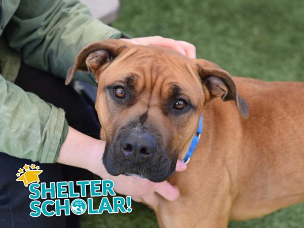 Milky Way, Adoptable, Young Female Mixed Breed & Bullmastiff.
