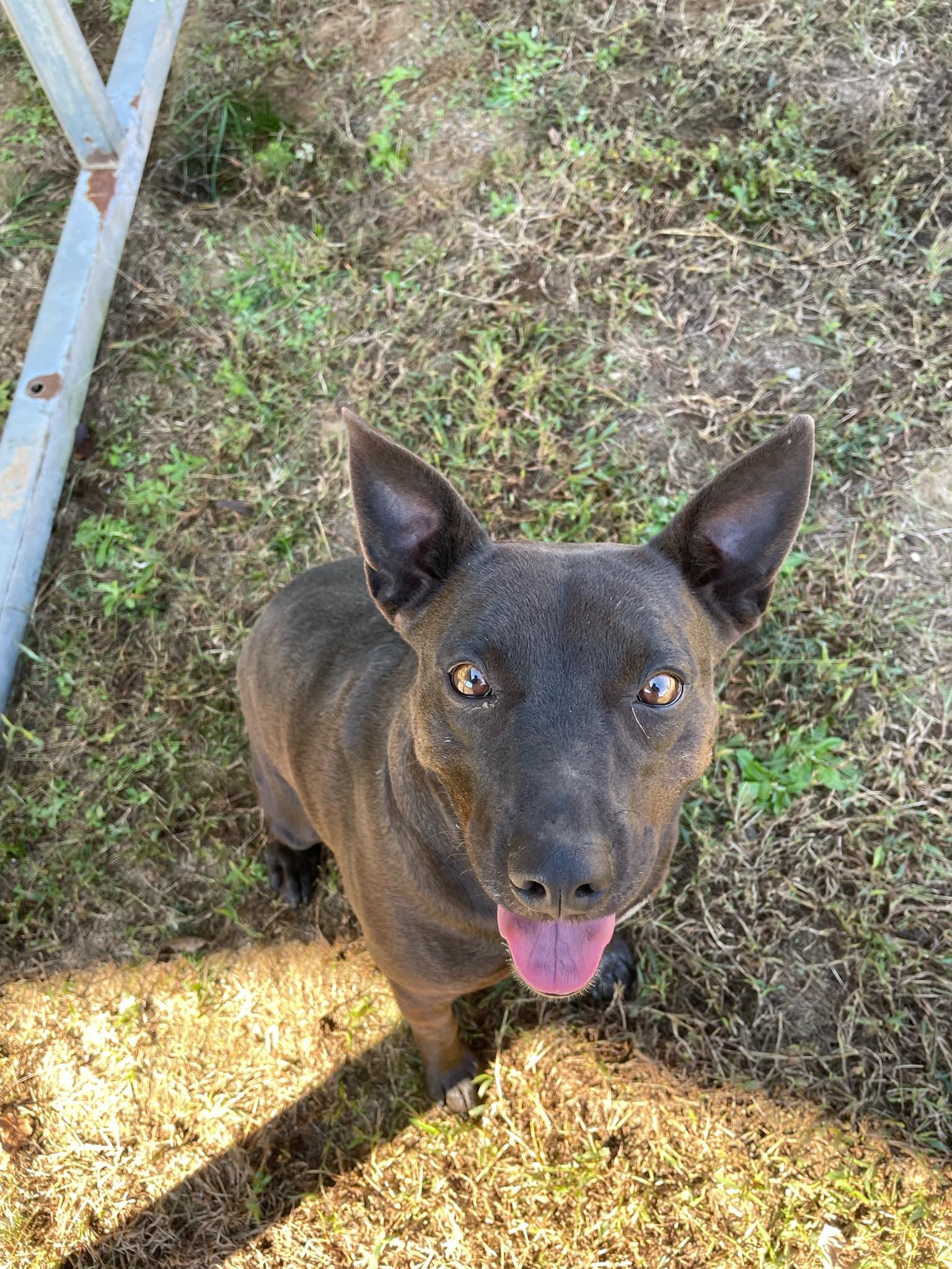 Enlarge Cur, a Adoptable mixed breed in Clayton, GA image 1/2