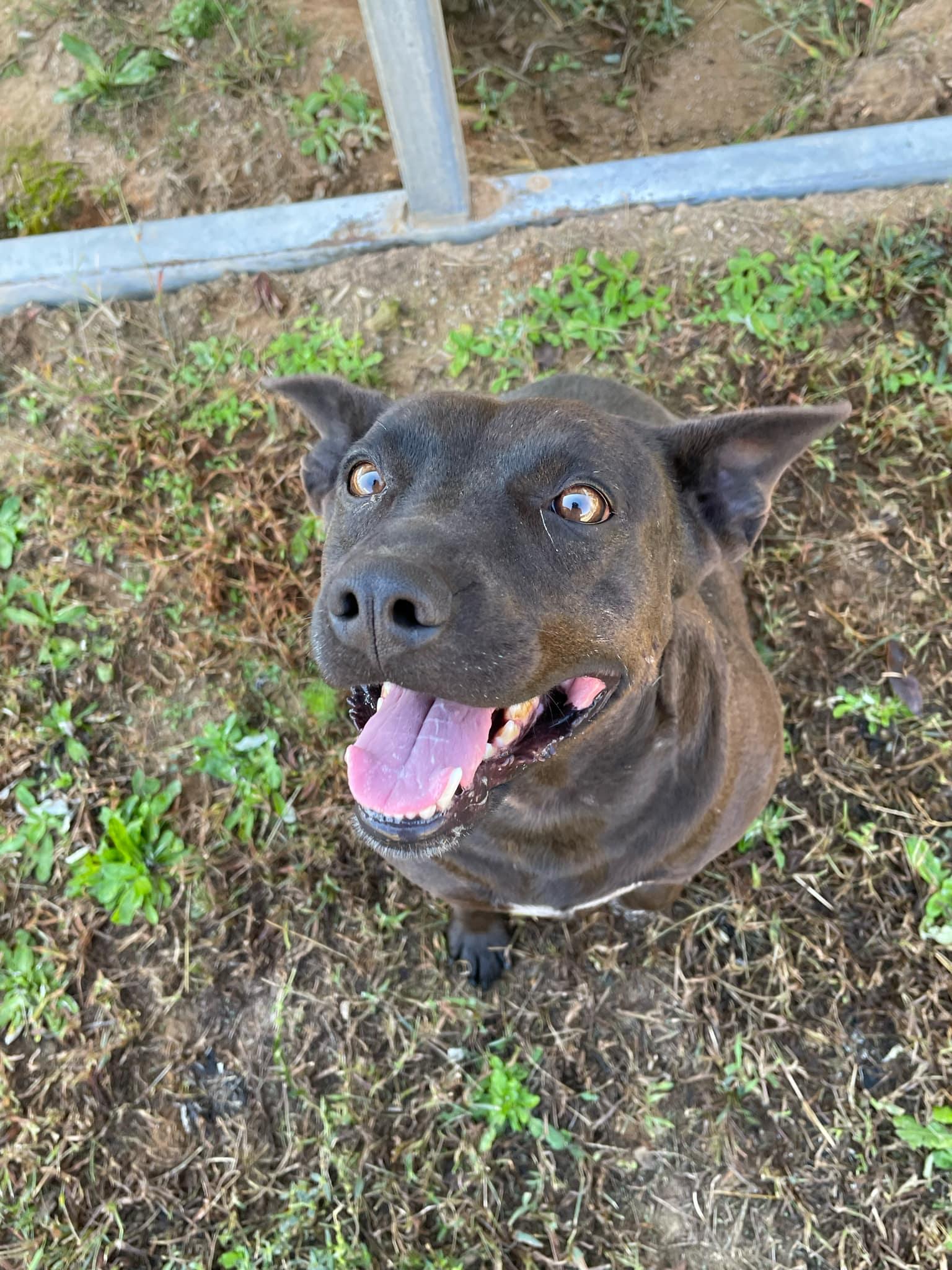 Enlarge Cur, a Adoptable mixed breed in Clayton, GA image 1/3