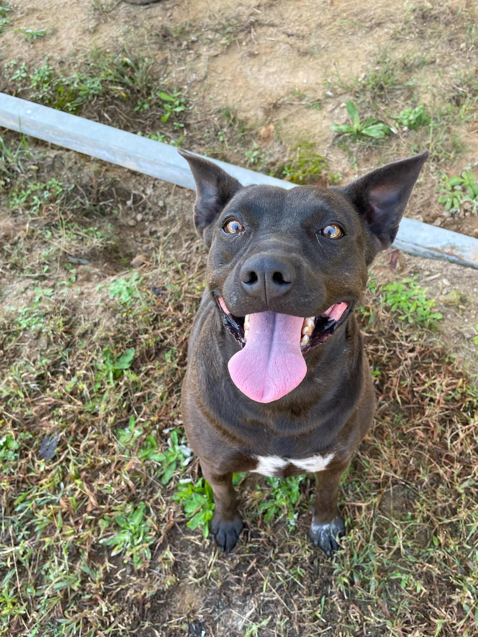 Enlarge Cur, a Adoptable mixed breed in Clayton, GA image 2/2