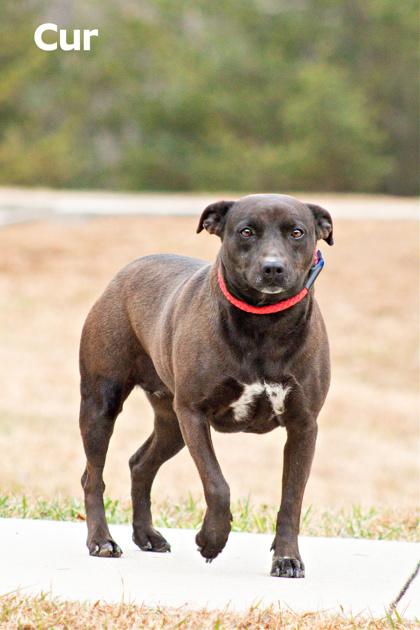 Enlarge Cur, a Adoptable mixed breed in Clayton, GA image 3/3
