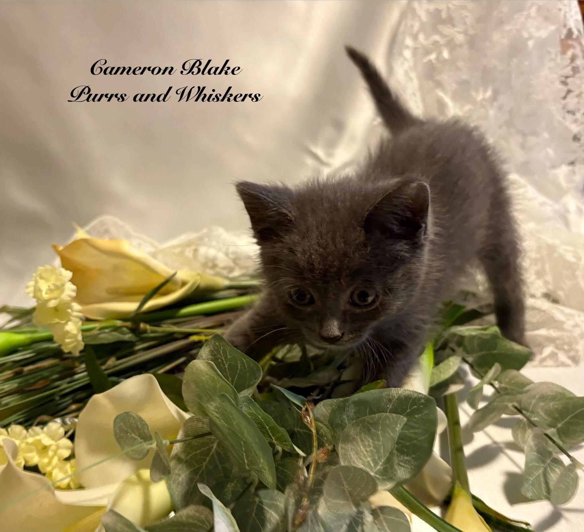 Cameron Blake, Adoptable, Kitten Male Domestic Short Hair.