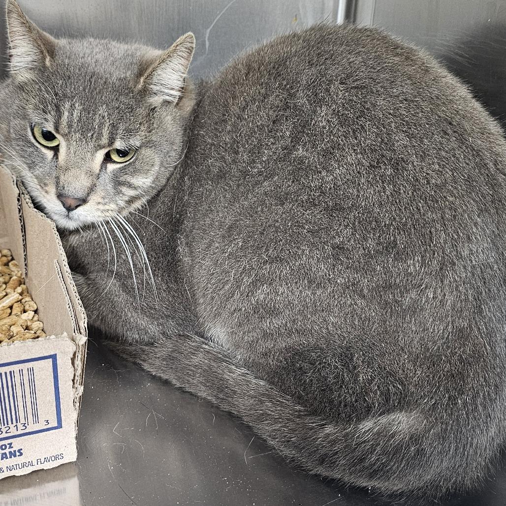 Enlarge Newly, a Adoptable Domestic Short Hair in Donalsonville, GA image 1/2