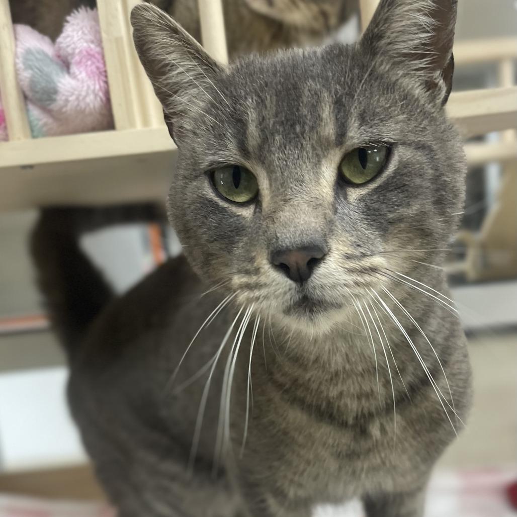 Enlarge Newly, a Adoptable Domestic Short Hair in Donalsonville, GA image 2/2