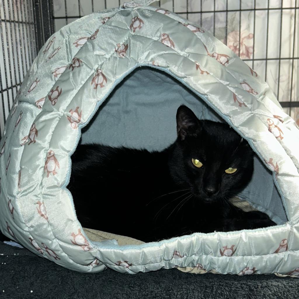Enlarge Jamie, a Adoptable Domestic Short Hair in Lindenwold, NJ image 1/2