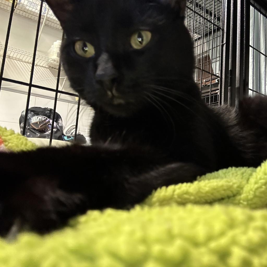 Enlarge Jamie, a Adoptable Domestic Short Hair in Lindenwold, NJ image 2/2