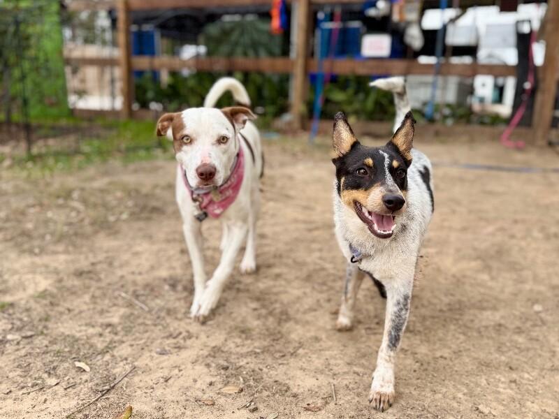 River Welcome Wiggle — thumbnail 4