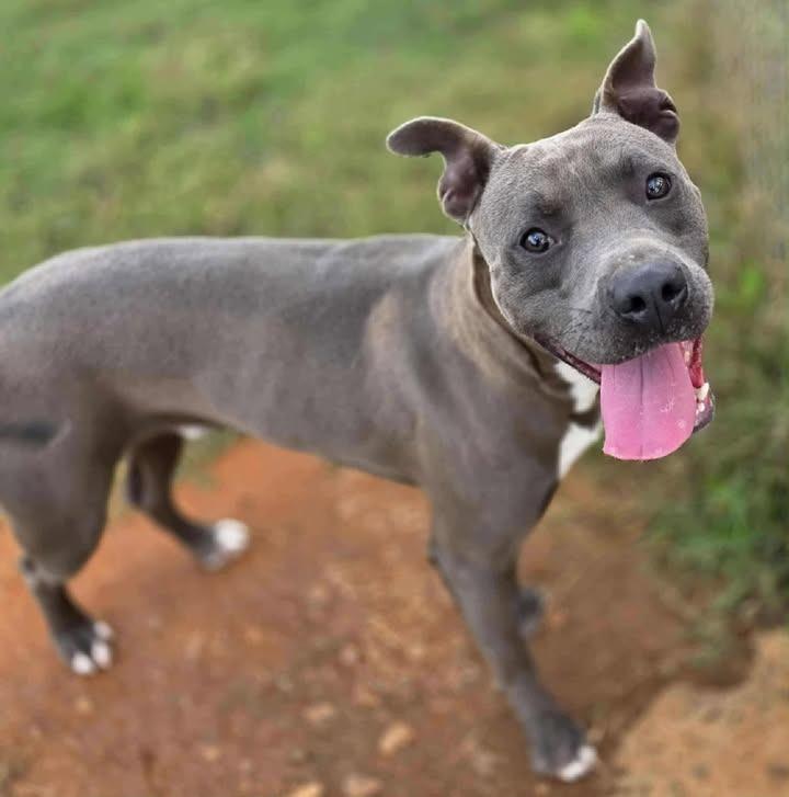 Odysseus, Adoptable, Adult Male Pit Bull Terrier.