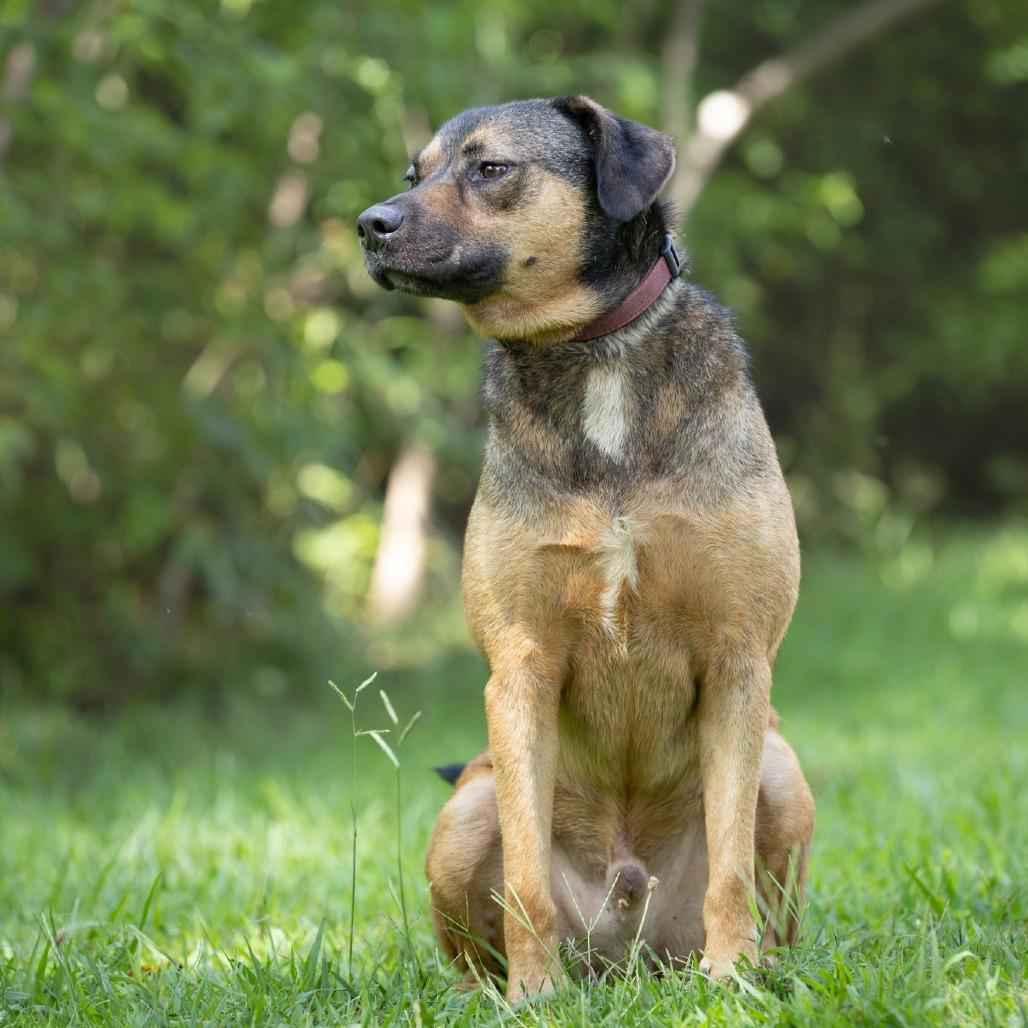 Enlarge Axle, a Adoptable mixed breed in Acworth, GA image 5/6