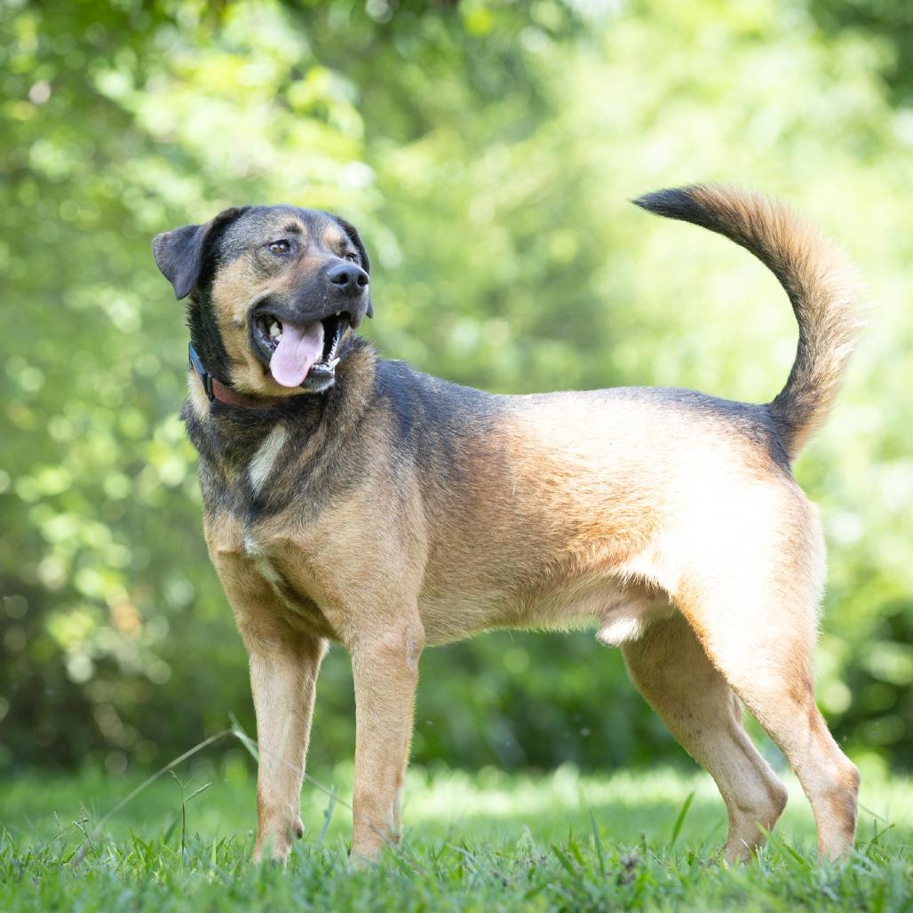 Enlarge Axle, a Adoptable mixed breed in Acworth, GA image 6/6