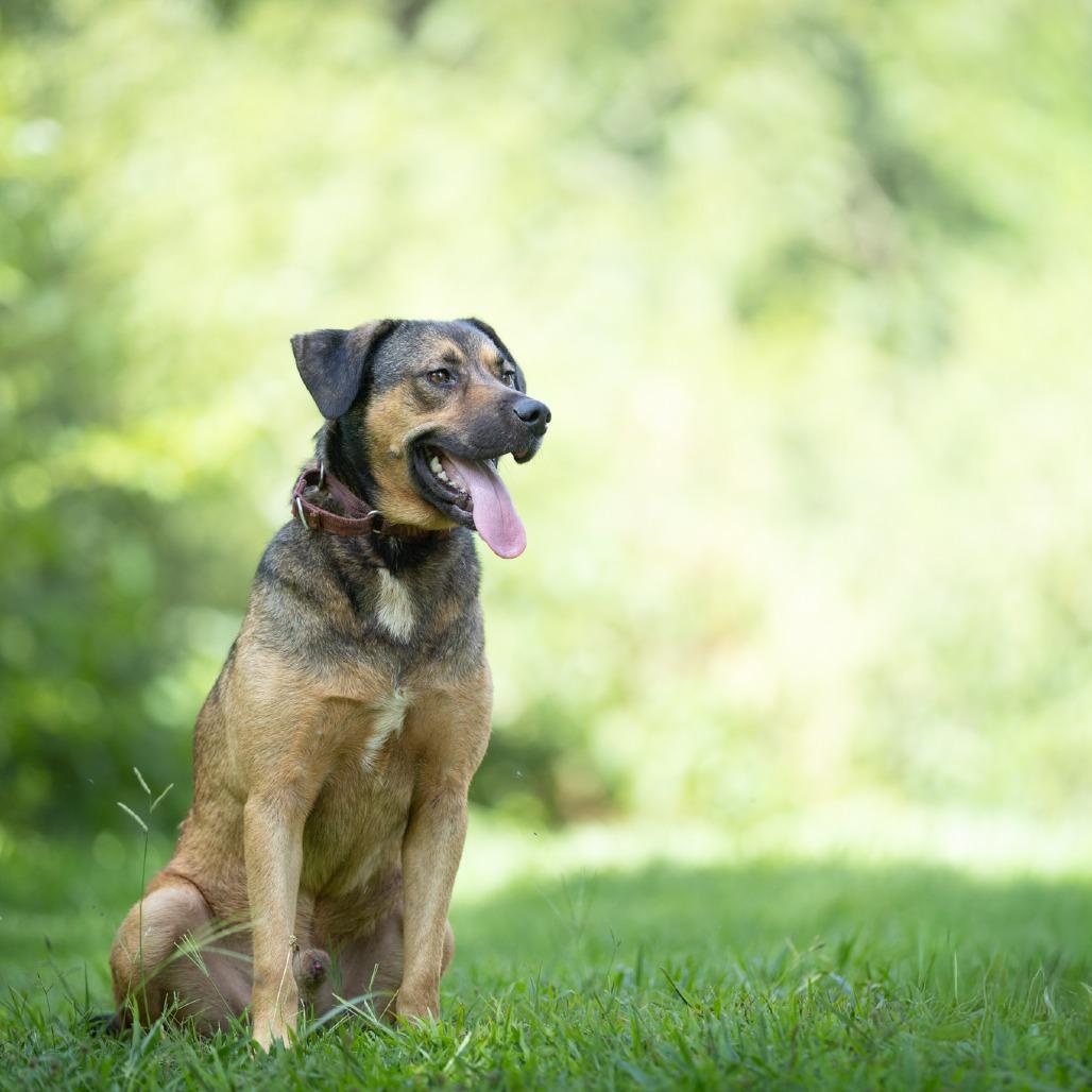 Axle, Adoptable, Adult Male German Shepherd Dog & Mixed Breed.