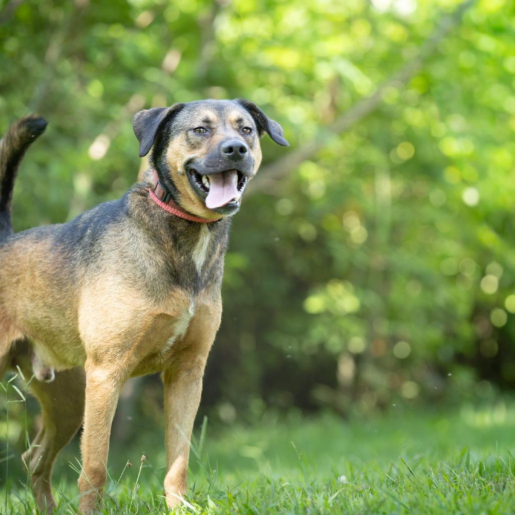 Enlarge Axle, a Adoptable mixed breed in Acworth, GA image 2/6