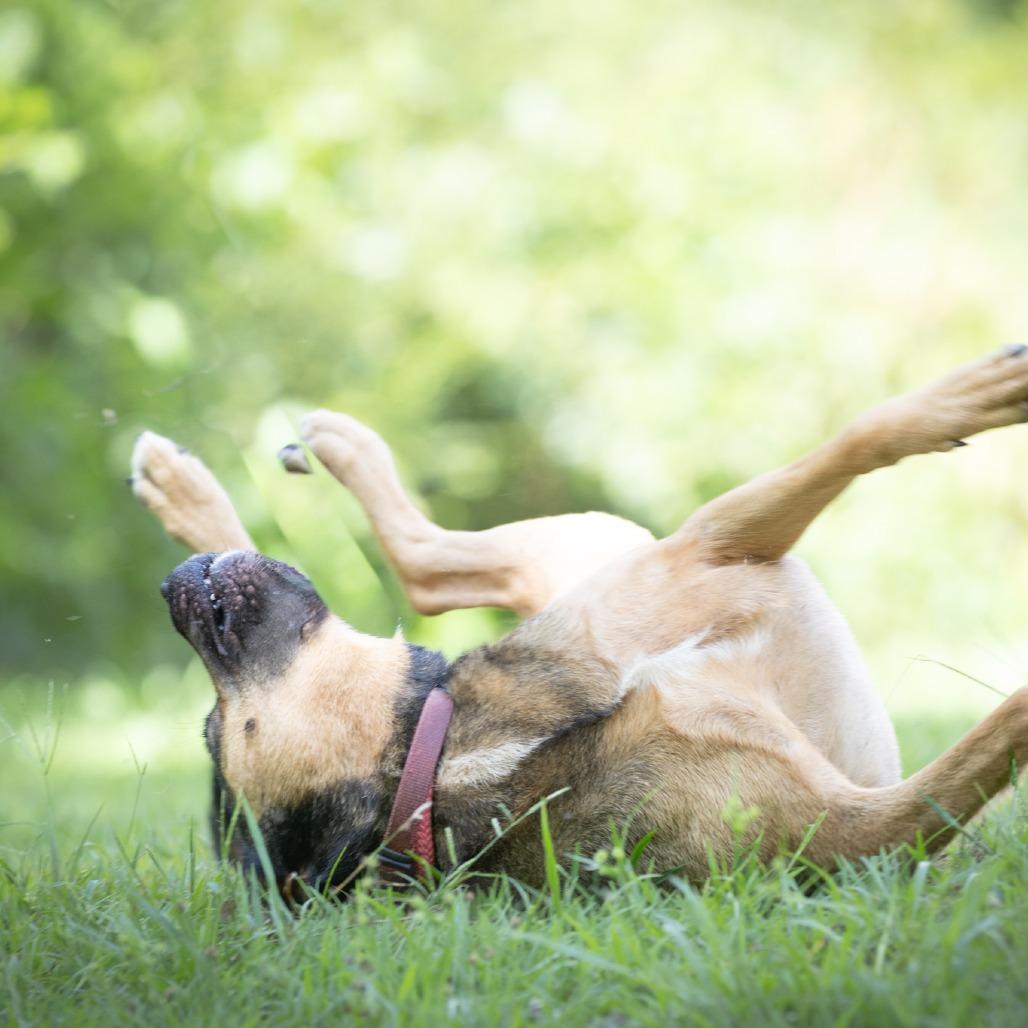 Enlarge Axle, a Adoptable mixed breed in Acworth, GA image 3/6
