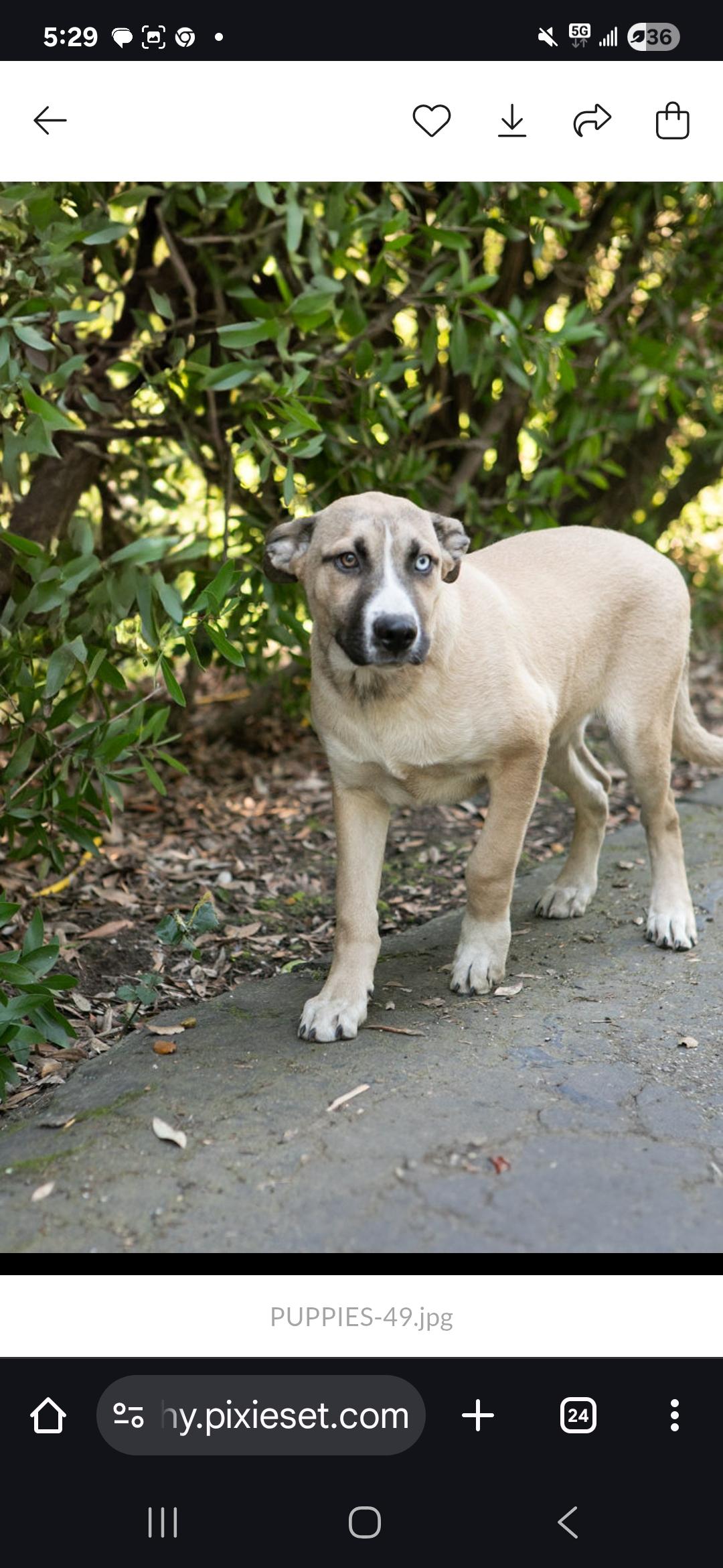 Enlarge BOWIE, a Adoptable Anatolian Shepherd in Seattle, WA image 3/6