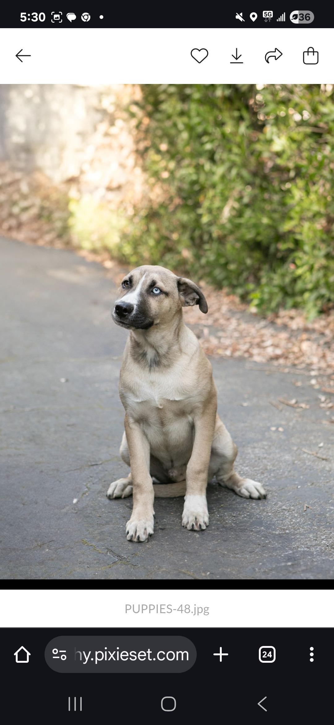 Enlarge BOWIE, a Adoptable Anatolian Shepherd in Seattle, WA image 5/6