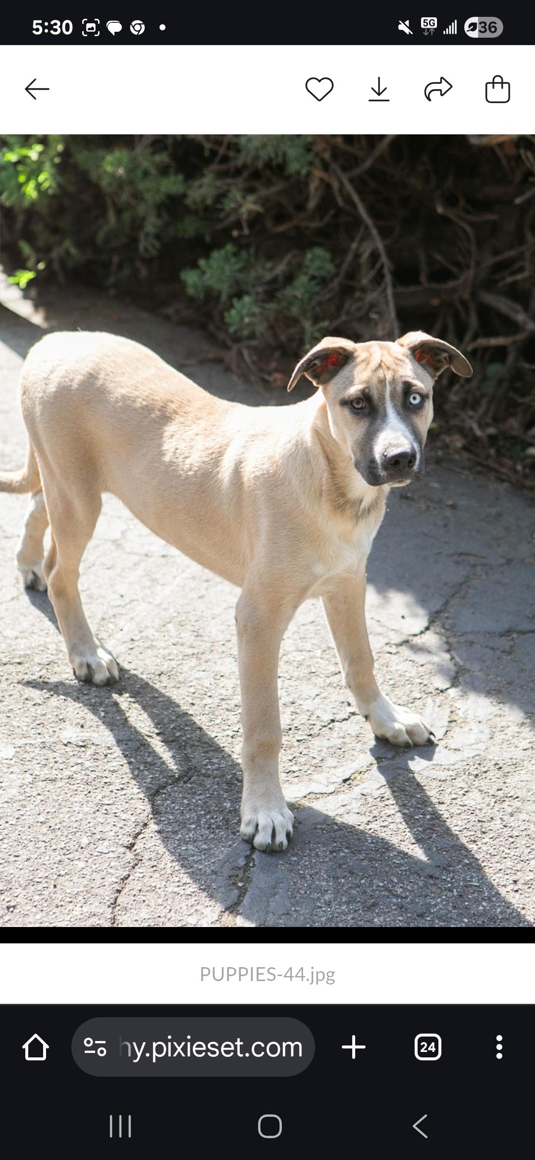 Enlarge BOWIE, a Adoptable Anatolian Shepherd in Seattle, WA image 6/6