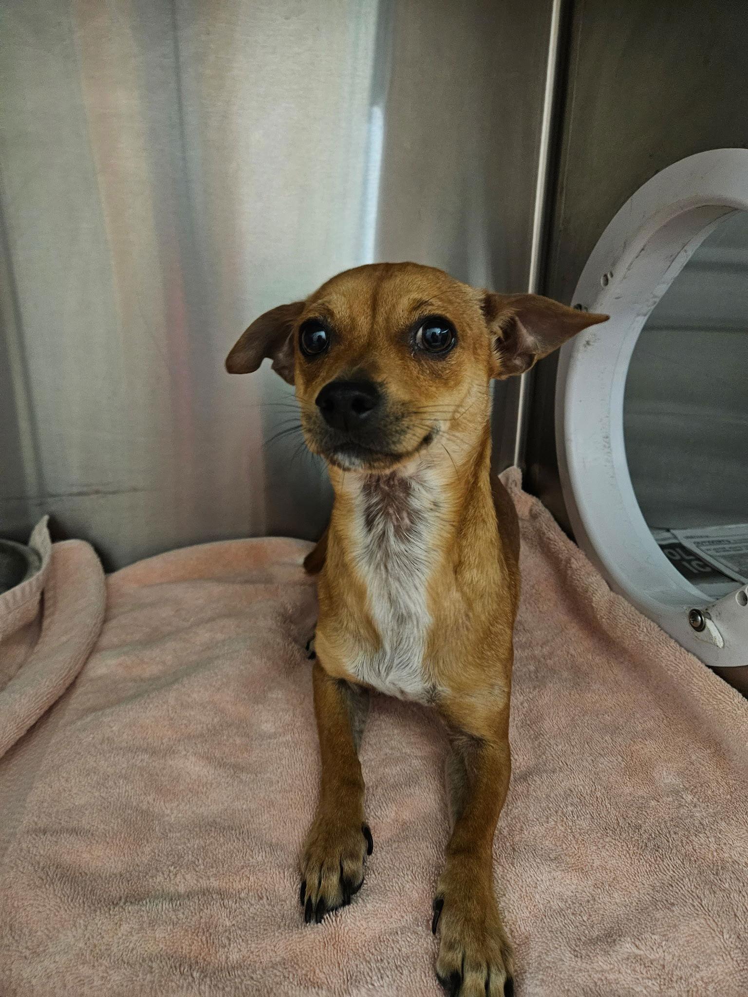 Enlarge Roger, a Adopted Chihuahua in El Centro, CA image 1/1