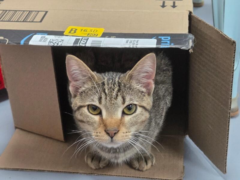 Enlarge Griffin, a Adoptable Tabby in MOUNT AIRY, NC image 2/2