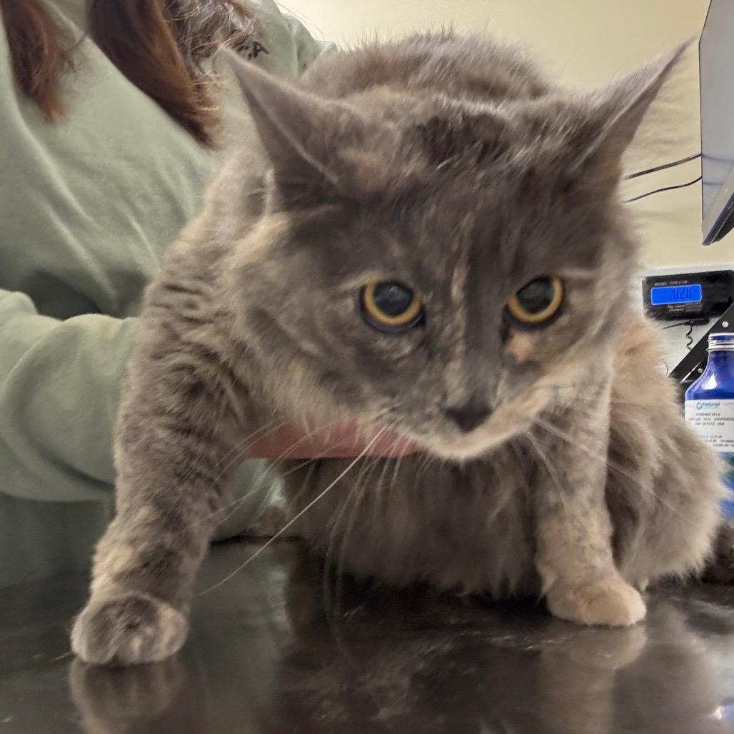 Thuja, Adoptable, Adult Female Domestic Medium Hair.